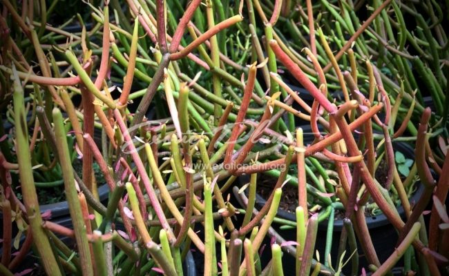 Euphorbia tirucalli cv ‘Firesticks’ 12