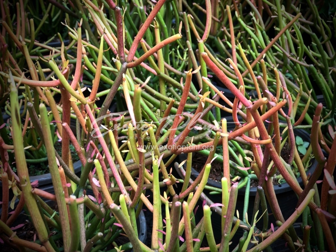 Euphorbia tirucalli cv ‘Firesticks’ / Молочай тирукалли “Огненные палочки” 12