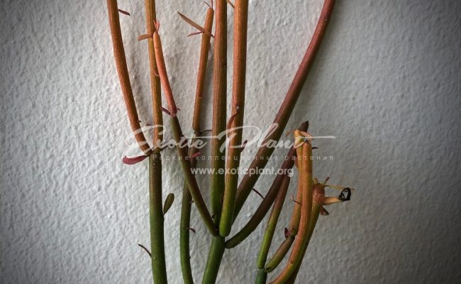 Euphorbia tirucalli cv ‘Firesticks’ 12