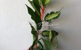 Hoya kenejiana variegata Nugget (125 ) 38