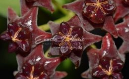 Hoya lobbii No.1 (Dark Red)