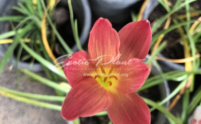 Zephyranthes cv Red Sunset 20