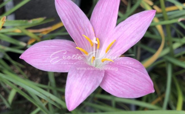 Zephyranthes cv Twinkle Pink 30