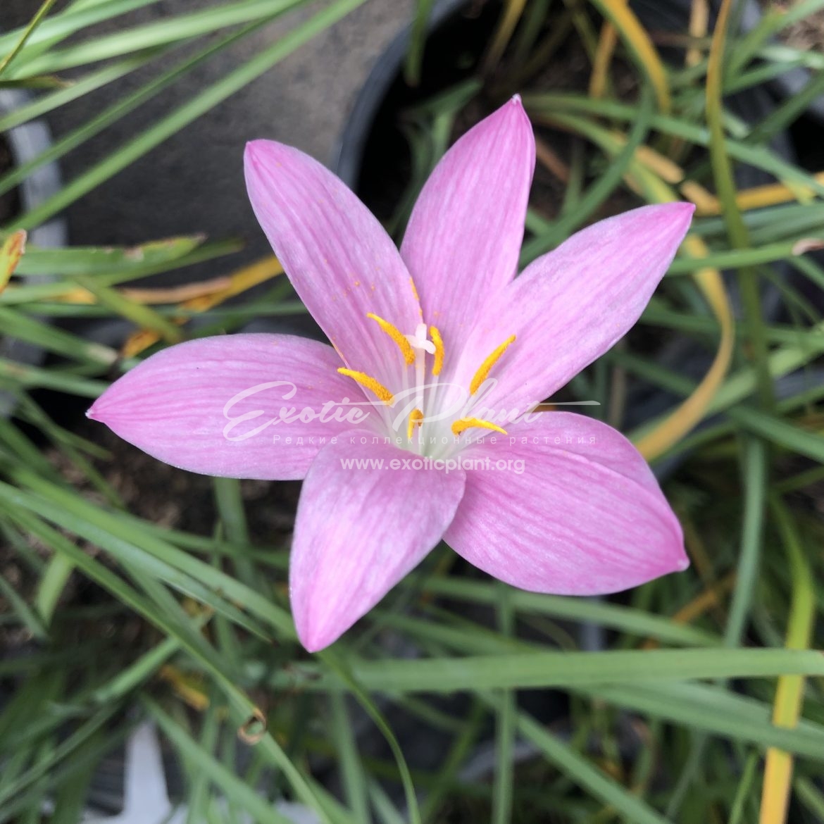 Zephyranthes cv Twinkle Pink  / Зефирантес Твинкл Пинк 30