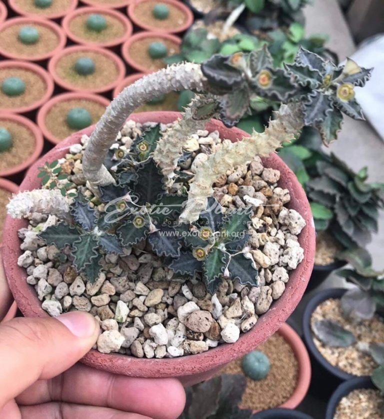 euphorbia tulearensis EXOTIC PLANT Редкие коллекционные растения