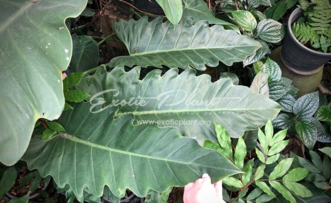 philodendron Hercules 45