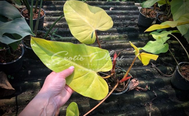 philodendron hybrid (N5) yellow variegated 45