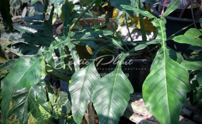 philodendron joepii