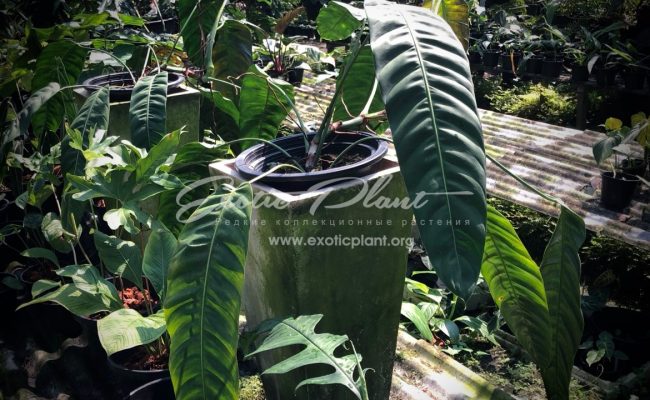 philodendron patriciae syn philodendron splendidum