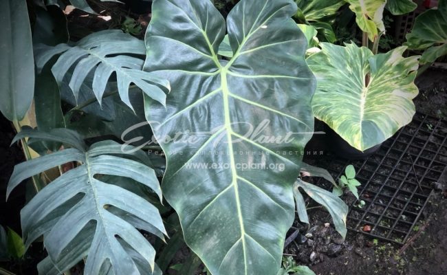 philodendron sp Giant Leaves syn Philodendron maximum