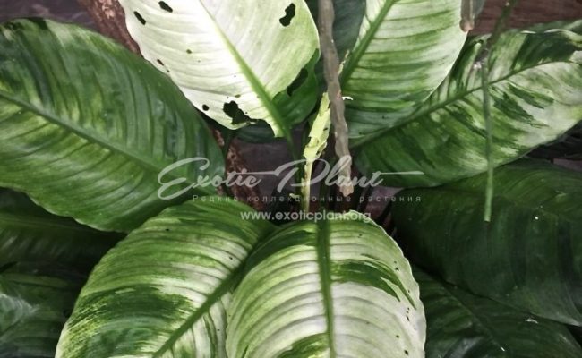 spathiphyllum Old Ghost 70-100