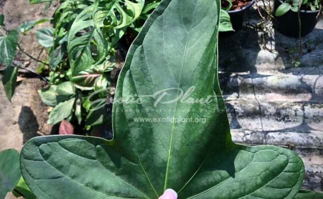 антуриум sp Mikki Mause giant leaves (K2) 100