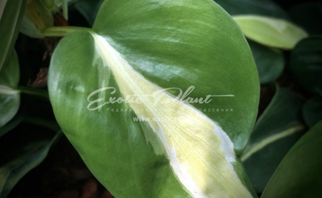 epipremnum Florida white variegated 30