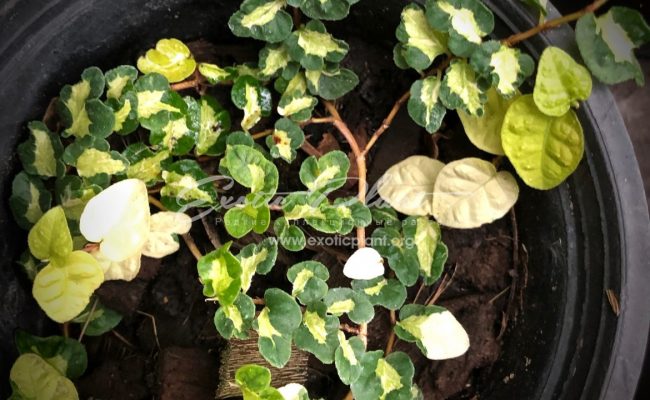 ficus pumila tricolor Wishes 75