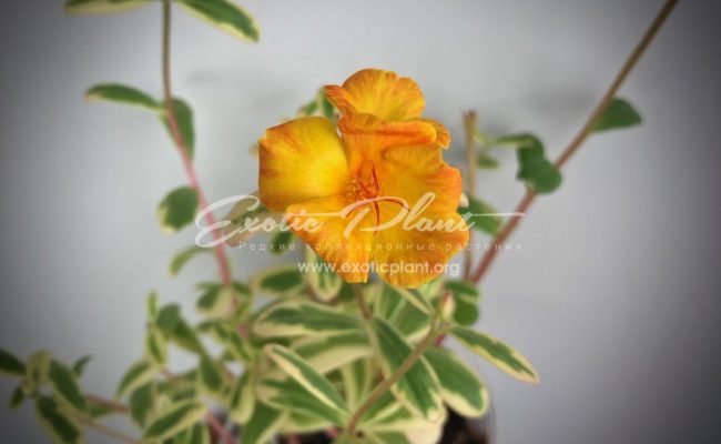 Portulaca oleracea variegated (yellow flower)
