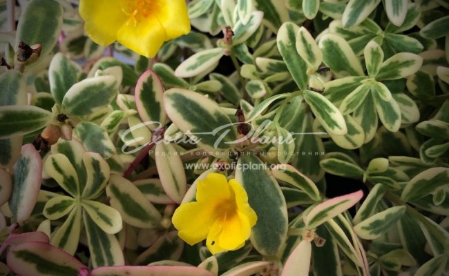 Portulaca oleracea variegated (yellow flower)