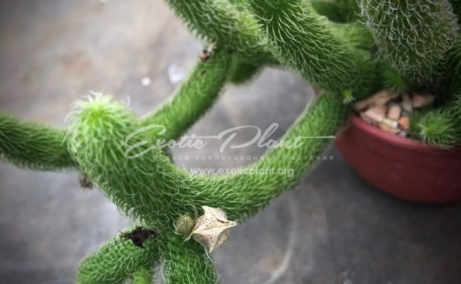 stapelianthus pilosus_0418