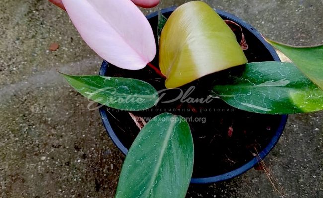 philodendron Pink Congo 75