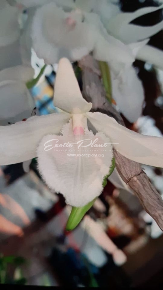 201 Dendrobium anosmum (alba)(JQ-206) BS 45