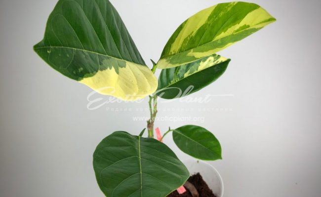Artocarpus heterophyllus variegated ( jackfruit) 50