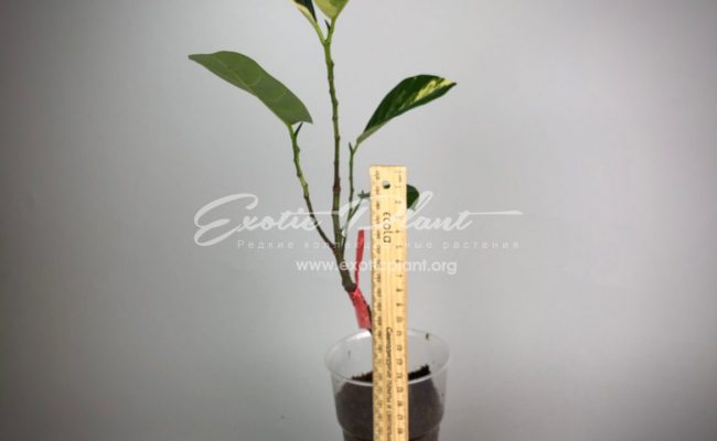 Artocarpus heterophyllus variegated ( jackfruit) 50