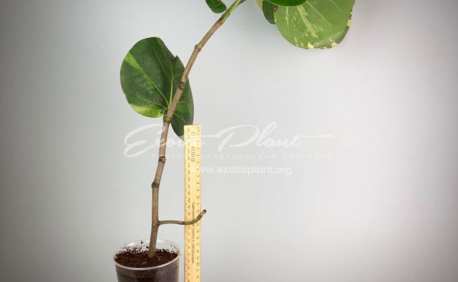 Cocoloba uvifera variegata 75