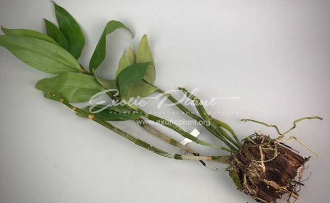 Dendrobium thyrsiflorum BS