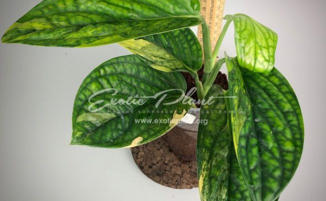 Monstera karstenianum variegated#1 50-100