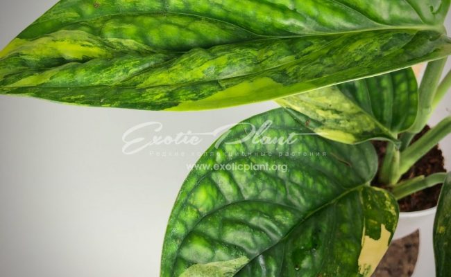 Monstera karstenianum variegated#1 50-100