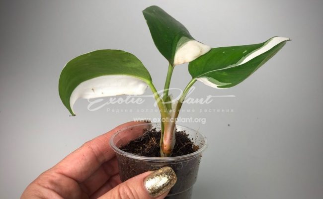 Philodendron White Knight 25-35