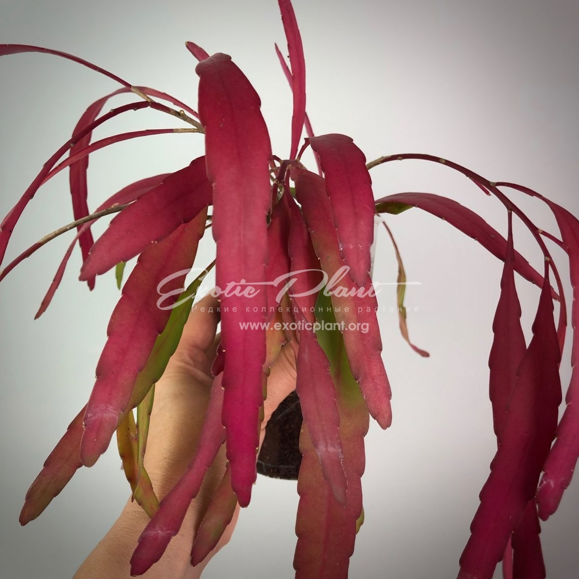 rhispalis ramulosa (red rhipsalis) 10 (укорененный черенок)-20 (молодое растение)-30(взрослое растение)