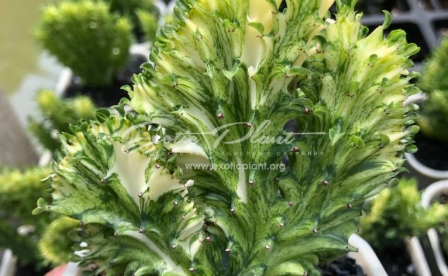 euphorbia lactea green and gold cristated 80