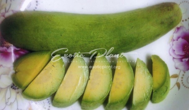 Persea americana ‘Seedless’ / Персея американа “Сидлесс” (Без семечка), авокадо 60