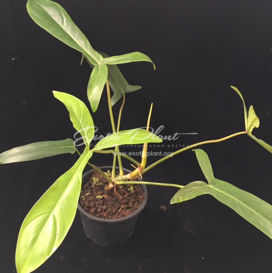 Philodendron sp (T49) / филодендрон сп (Т49) 50