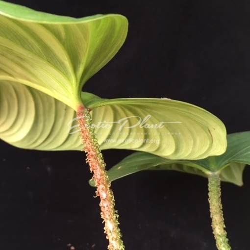 Philodendron sp.(T45)(aff gloriosum)(dense hair petiole)/ филодендрон сп (Т45) (похожий на глориозум) (опушенные черешки) 80