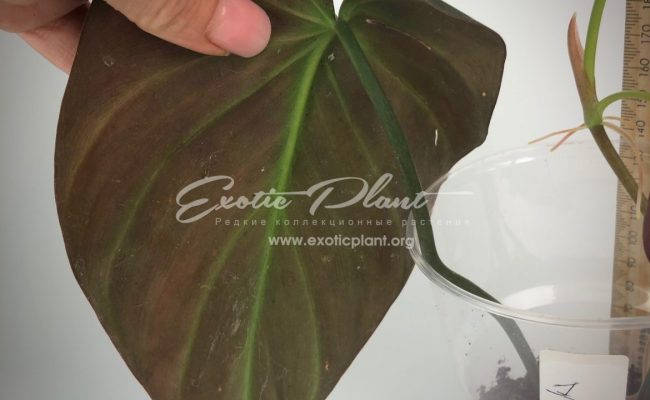 Philodendron Lupinum #1 35