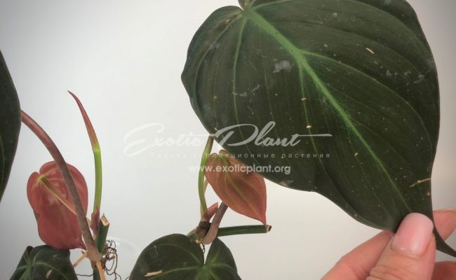 Philodendron Lupinum #4 80