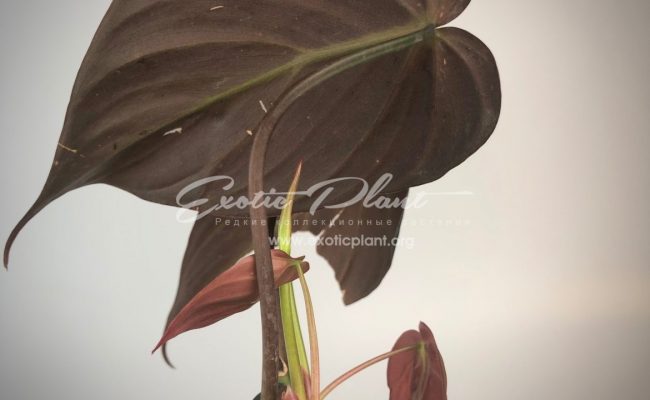 Philodendron Lupinum #4 80