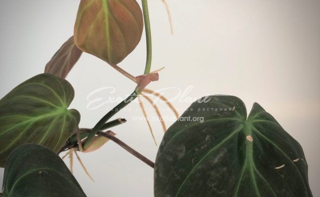 Philodendron Lupinum #5 80