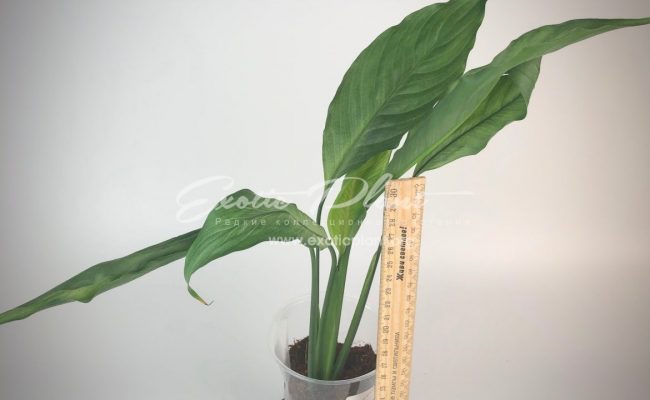 Spathiphyllum blandum ‘Spilt Milk’ narrow leave clone#12 25