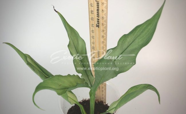 Spathiphyllum blandum ‘Spilt Milk’ narrow leave clone#5 25