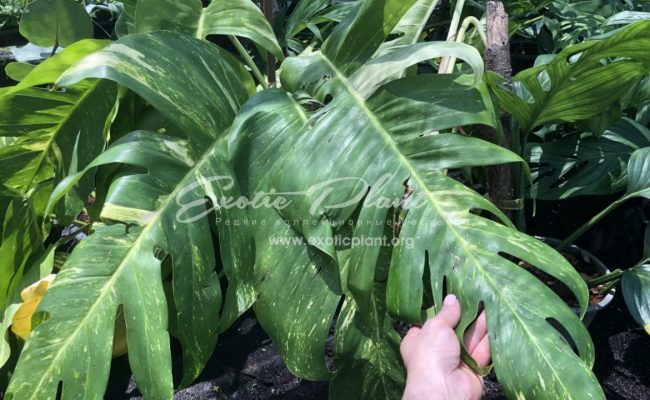 monstera sp undetermined yellow variegated#5 35-100