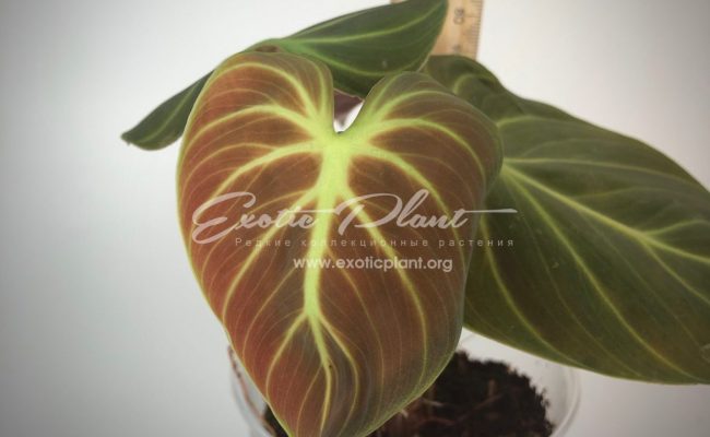 philodendron luxurians 250