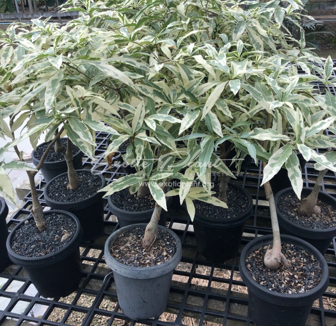 Adansonia digitata variegated / баобаб, адансония дигитата, пальчатая вариегатная 100