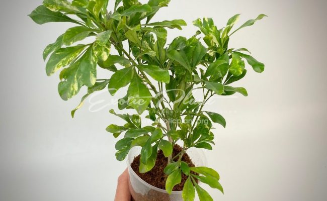 Aglaia odorata variegated 80-100