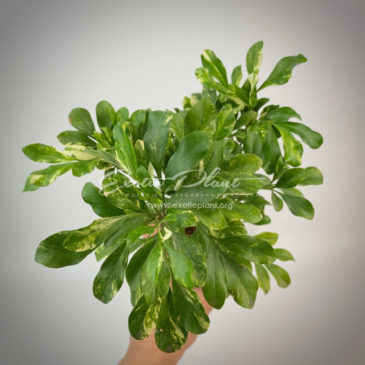 Aglaia odorata variegated / аглая одората вариегатная 50-80
