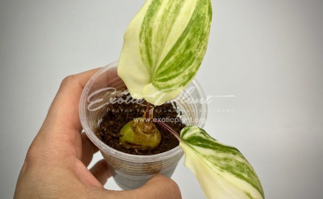 Drimiopsis maculata variegated 20