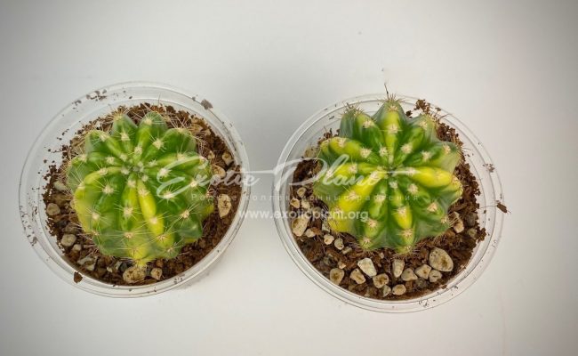 Echinopsis sp variegated 30