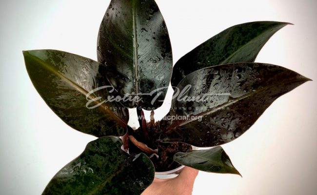 Philodendron melinonii hybr Black 50-75