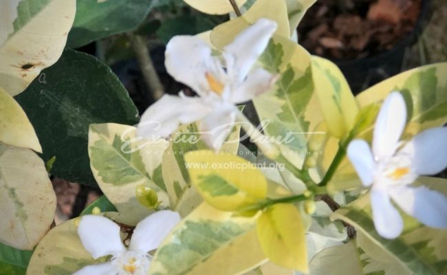 Wrightia antidysenterica variegated